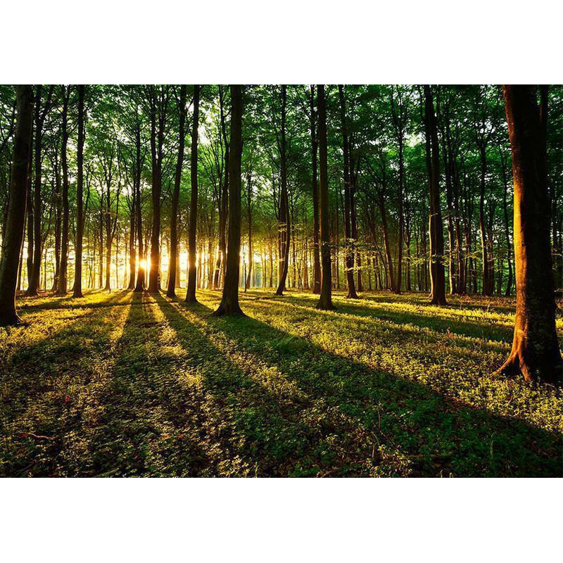34,00 € Foto tapete - Spring: Morning in the Forest