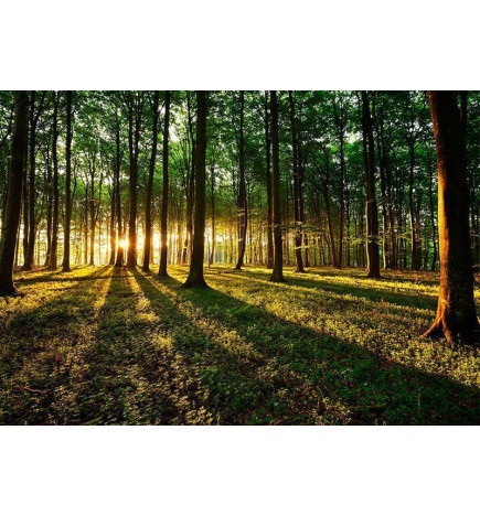 Fototapeet - Spring: Morning in the Forest