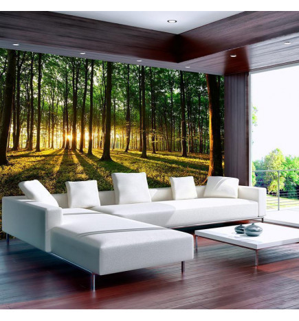 Wall Mural - Spring: Morning in the Forest