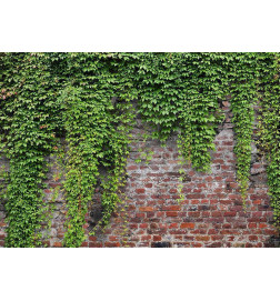 Foto tapete - Brick and ivy