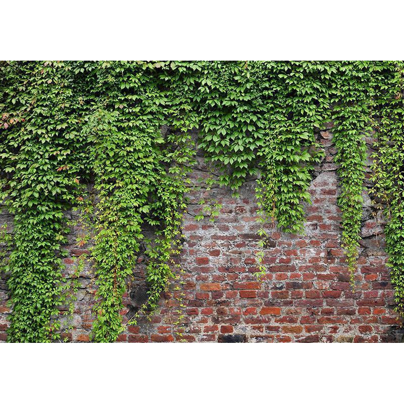 34,00 € Fotobehang - Brick and ivy