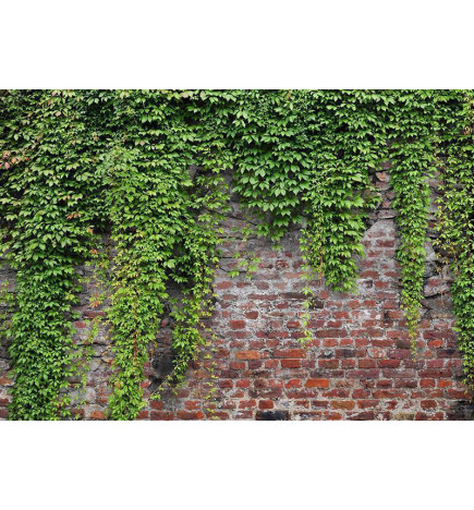Fotobehang - Brick and ivy