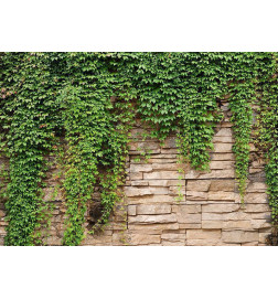 Fotomural - Ivy wall