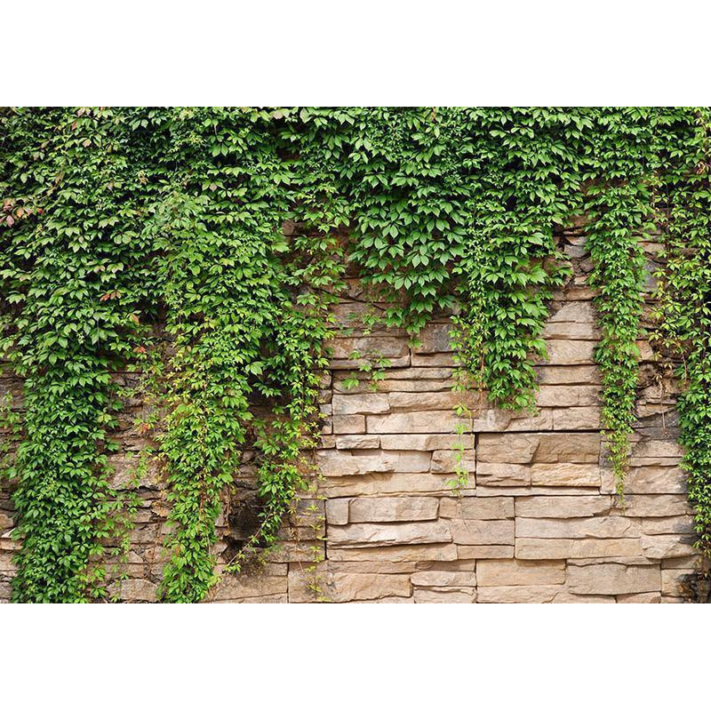 34,00 € Fotomural - Ivy wall