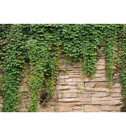 Wall Mural - Ivy wall