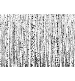 Fototapet - Birch forest