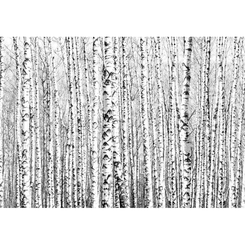 34,00 € Fotomural - Birch forest