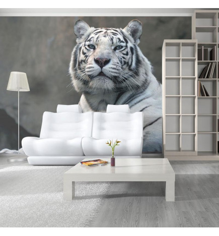 73,00 €Papier peint - Bengali tiger in zoo