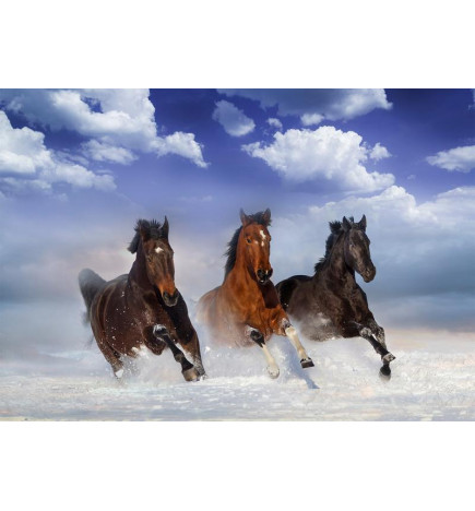 Fototapeta - Horses in the Snow