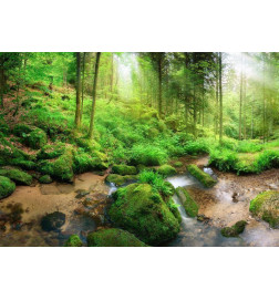 34,00 € Wall Mural - Humid Forest