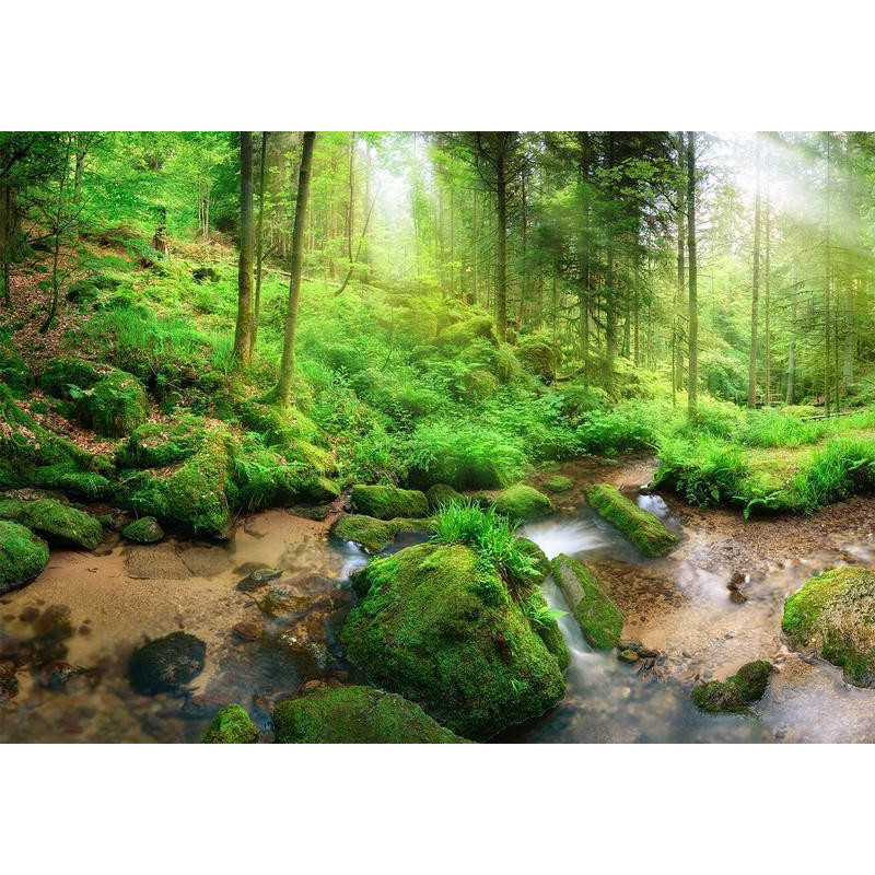 34,00 € Foto tapete - Humid Forest
