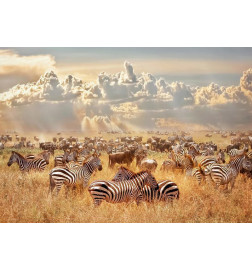 Foto tapete - Zebra Land