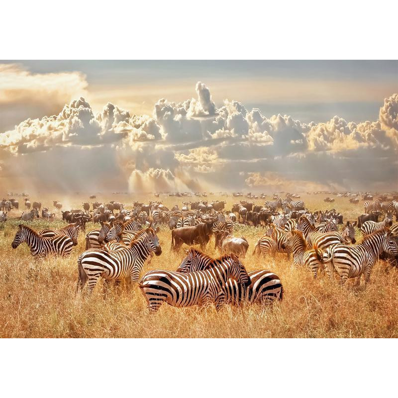 34,00 € Foto tapete - Zebra Land