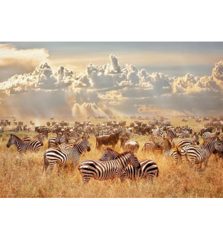 Fotobehang - Zebra Land
