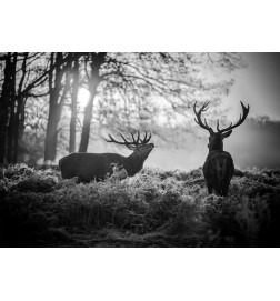 Fotomural - Deers in the Morning