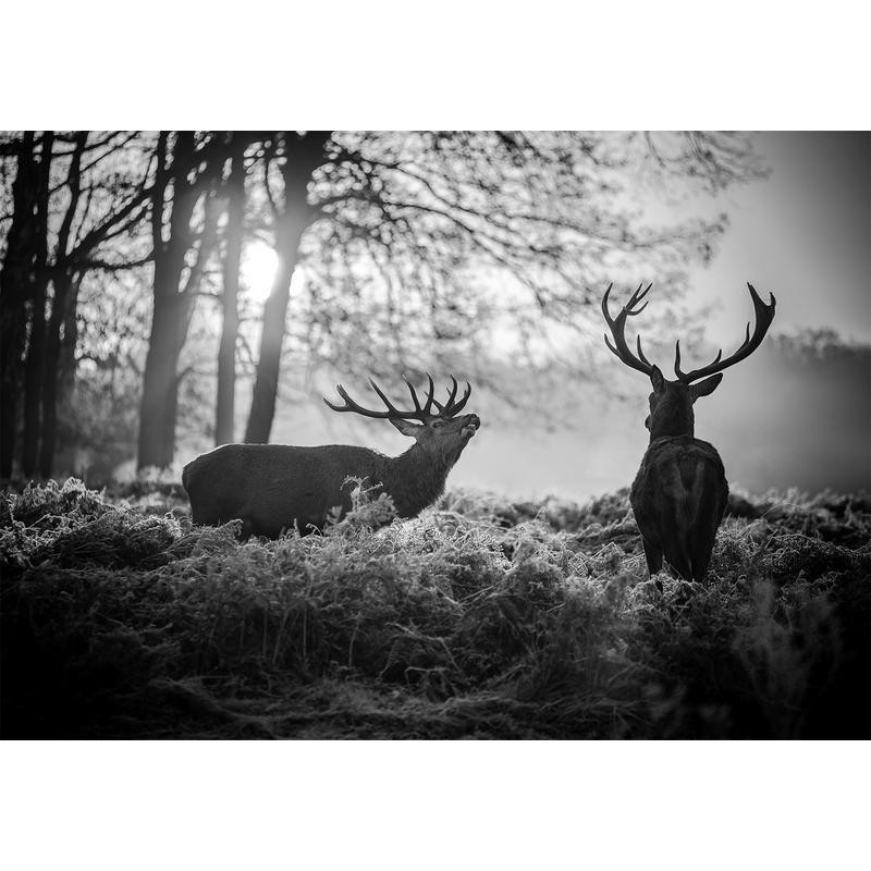 34,00 € Fototapeet - Deers in the Morning