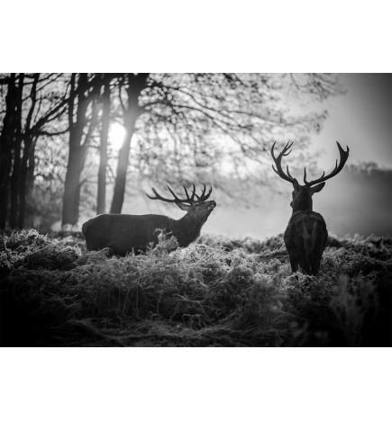 Fototapeta - Deers in the Morning