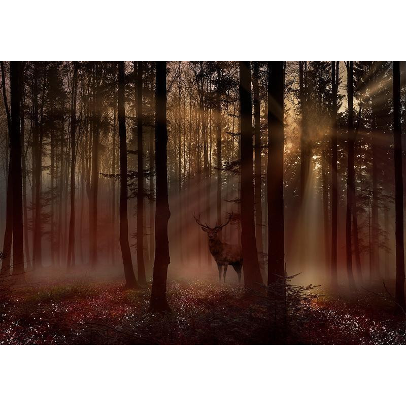 34,00 € Foto tapete - Mystical Forest - First Variant