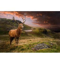 Fototapet - Deer on Hill