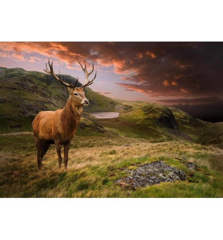 Fototapetas - Deer on Hill