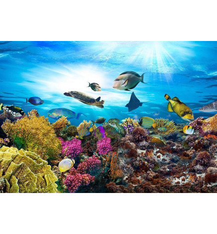 Fototapeet - Coral reef