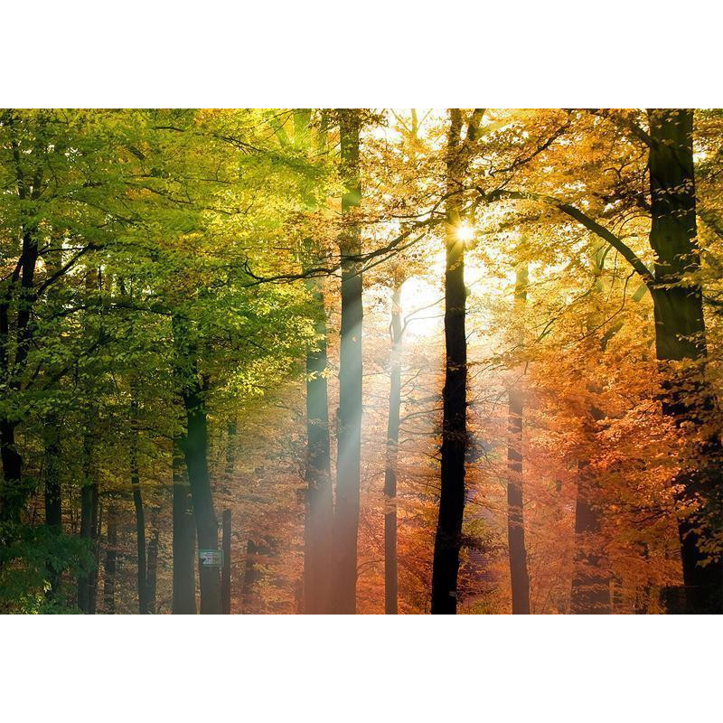34,00 € Wall Mural - Forest Colours
