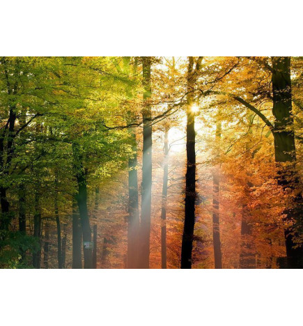Fototapete - Forest Colours