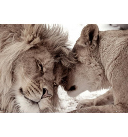 Fototapete - Lion Tenderness (Sepia)