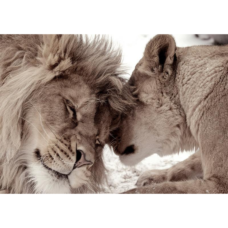 34,00 € Fotobehang - Lion Tenderness (Sepia)