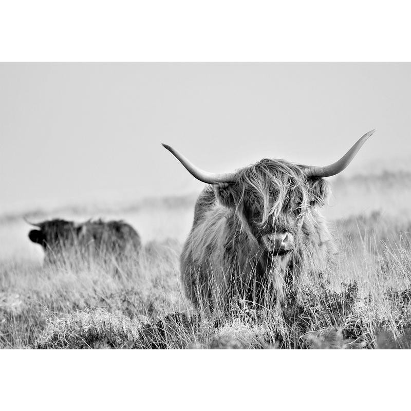34,00 € Fotobehang - Highland Cattle