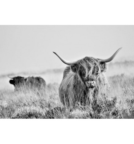 Foto tapete - Highland Cattle
