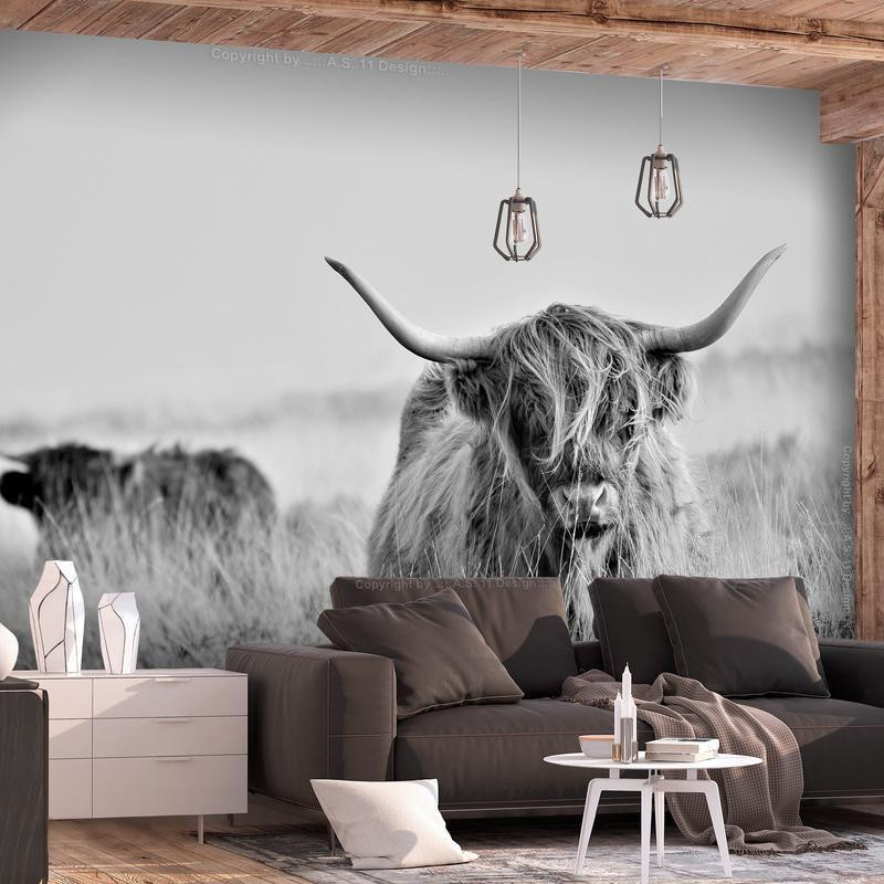 34,00 € Foto tapete - Highland Cattle