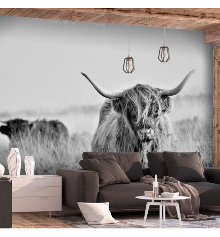 Mural de parede - Highland Cattle