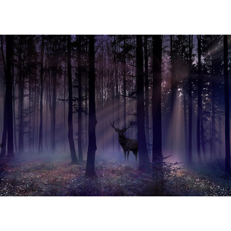 40,00 € Fototapeta - Mystical Forest - Second Variant