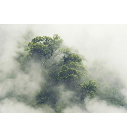 Fotobehang - Foggy Amazon