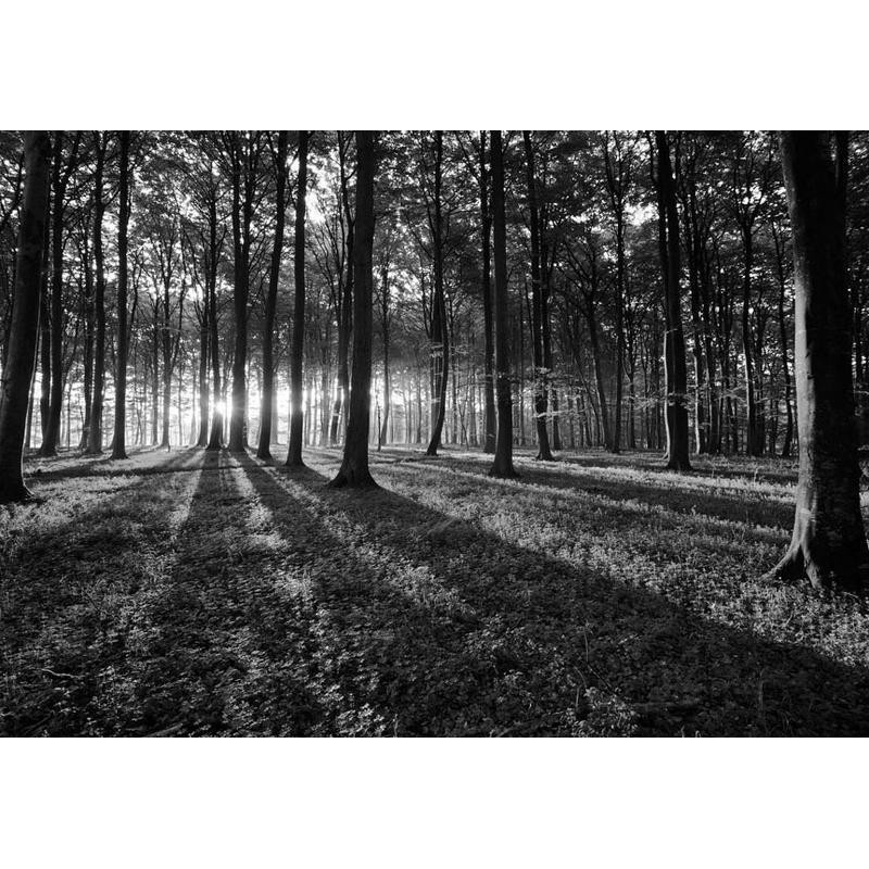 34,00 € Fototapet - The Light in the Forest