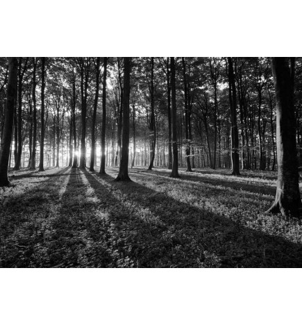34,00 € Fototapet - The Light in the Forest