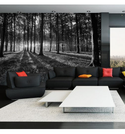 Wall Mural - The Light in the Forest