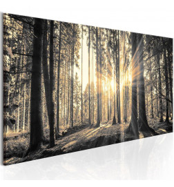 Canvas Print - Forest Sun