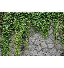 Fotomural - Green wall