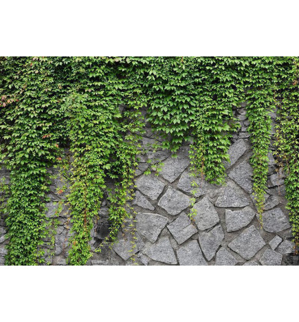 Fototapeta - Green wall