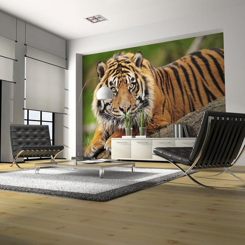 73,00 € Fototapeet - Sumatran tiger