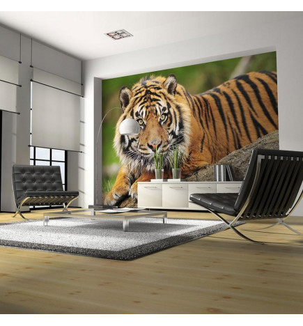 73,00 € Fotomural - Sumatran tiger