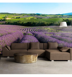 Foto tapete - Lavender fields