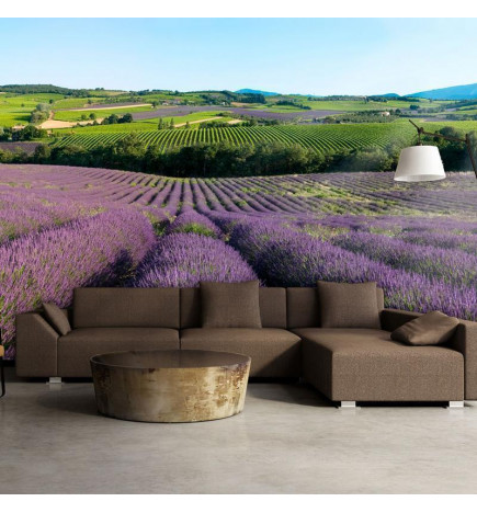 Foto tapete - Lavender fields