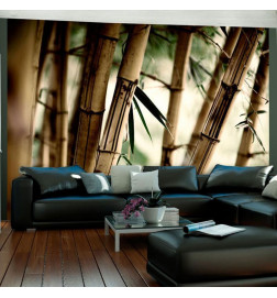 Wall Mural - Fog and bamboo forest
