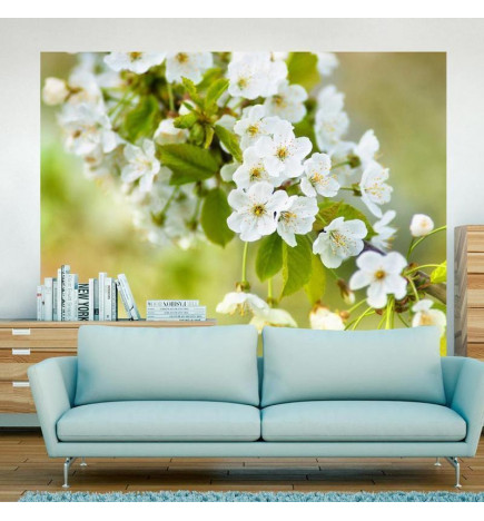 Wall Mural - Beautiful delicate cherry blossoms