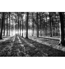 Fototapeet - Grey Wilderness