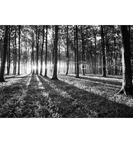 Fotomural - Grey Wilderness