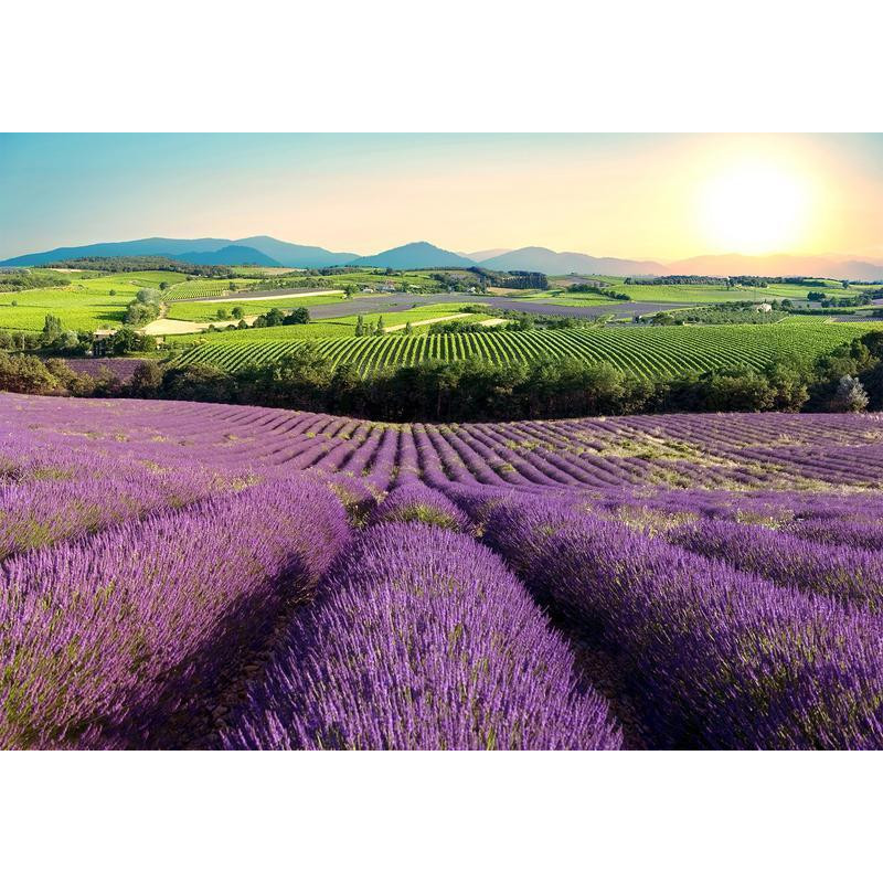 34,00 € Fotobehang - Lavender Field